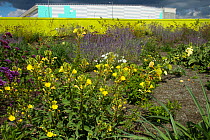 Mixture of flowering plants including evening primrose (Oenothera biennis) planted to attract bees in formerly derelict land surrounding Olympic stadium. Queen Elizabeth Olympic Park, Stratford, Londo...