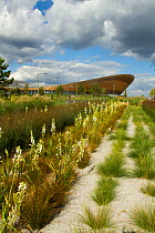 Flowers planted to attract bees at  Queen Elizabeth Olympic park, national velodrome background, Stratford, London, UK, August 2014.