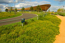 Bird's foot trefoil (Lotus corniculatus) sown to attract native bee species near, Queen Elizabeth Olympic Park with  National Velodrome background, Stratford, London, UK, August 2014.