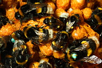 Buff tailed bumble bee (Bombus terrestris) some numbered for research purposes in captive nest. Queen Mary University, London, England, UK, September 2014.