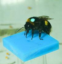 Buff tailed bumblebee (Bombus terrestris) feeding on sugar solution, during experiment by Dr Stephan Wolf into flight behaviour of drones. Queen Mary University, London, England, UK, September 2014.