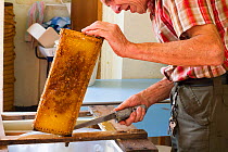 Beekeeper Nick Hunt removing wax from honeycomb. Usk, Gwent, Wales, UK, August 2014.