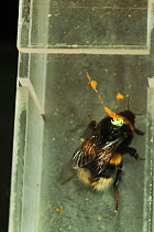 Buff tailed bumble bee (Bombus terrestris) queen in flight tunnel, with transponder attached by Dr Stephan Wolf to monitor its flights. Rothampsted Agricultural Research station, Hertfordshire, UK. Se...