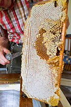 Beekeeper removing wax from top of honey comb, prior to extracting honey by machine. Usk, Gwent, Wales, UK. August 2014.