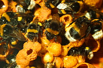 Buff tailed bumble bee (Bombus terrestris) some numbered for research purposes in captive nest. Queen Mary University, London, England, UK, September 2014.
