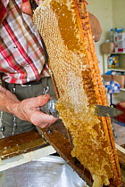Beekeeper removing wax from top of honey comb, prior to extracting honey by machine. Usk, Gwent, Wales, UK, August.