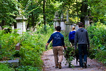 Friends of Tower Hamlets Cemetery Community Conservation volunteers carrying out conservation work to clear ivy from graveyard, and planting flowers as nectar food plants for bees. Bow, London, Englan...