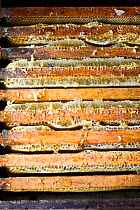Honey combs in hive prior to having wax removed and honey extracted by machine, Usk, Gwent, Wales, UK, August.