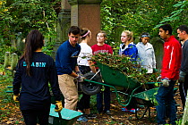 Friends of Tower Hamlets Cemetery Community Conservation volunteers carrying out conservation work to clear ivy from graveyard and to plant flowers as nectar food plants for bees. Bow, London, England...