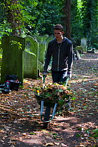 Friends of Tower Hamlets Cemetery Community Conservation volunteer carrying out conservation work to clear ivy from graveyard, and planting flowers as nectar food plants for bees. Bow, London, England...