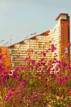 Flowers planted to attract bees, near to by the Queen Elizabeth Olympic Stadium with background of new tower block. Stratford, London, UK, September 2014.