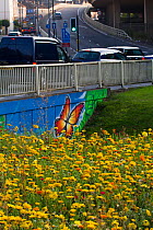Colourful flowers, predominantly Marigolds (Calendula officianlis) sown to attract bees on roundabout and underpass of M32. With butterfly mural over underpass, Bristol, Avon, UK, September.