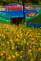 Mixture of flowers, including Marigolds (Calendula officinalis) sown to attract wild bee species grown on roundabout / underpass of Motorway, M32, in inner city Bristol, Avon, UK, September.