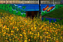 Mixture of flowers, including Marigolds (Calendula officinalis) sown to attract wild bee species grown on roundabout / underpass of Motorway, M32, in inner city Bristol, Avon, UK, September.