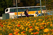 Woman looking at flowers, including Marigolds (Calendula officinalis) sown to attract wild bee species grown on roundabout / underpass of Motorway, M32, in inner city Bristol, Avon, UK, September.