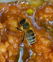 Honeybees (Apis mellifera) on perry mash  (squashed pears as part of the process of making perry, or pear cider) attracted by the sugar content,  Awre, Severn estuary, Gloucestershire, UK, September.