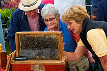 Chairperson of Gwent Beekeepers showing visitors live bees at agricultural show. Usk, Gwent, Wales, UK, September 2014.