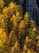 Larch (Larix sp) trees in autumn with waterfall behind, Queyras Regional Park, Hautes-Alpes, France, November 2014.