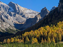 Forest in autumn with mountains beyond, Val d'Escreins, Queyras Regional Park, Hautes-Alpes, France, October 2014.