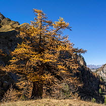 Larch (Larix sp) in mountain habitat with autumn foliage, Val d'Escreins, Queyras Regional Park, Hautes-Alpes, France, October 2014.