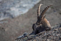 Young male Alpine ibex (Capra ibex) resting, Queyras, Alps, France, August.
