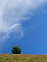 Cirrus cloud over small Larch (Larix sp), Cirque de Morgon, Hautes-Alpes, France, August 2014.