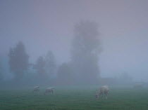 Charolais cows in foggy pasture, Oise valley, Ribemont, France, September 2014.
