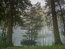Fog over lake with three trees growing on small island, Oise valley, Ribemont, Picardy, France 2014.