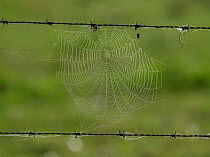 Dew-covered cobweb between strands of barbed wire, Ribemont, Oise, France, September.