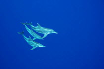 Rough-toothed dolphins (Steno bredanensis) Keauhou, Kona, Hawaii, USA, Central Pacific Ocean.