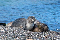 Hawaiian monk seal (Neomonachus schauinslandi) female and pup aged 6 weeks on beach. This shoreline is known locally as 'Trash Beach' because marine debris continually washes ashore here, bits of plas...