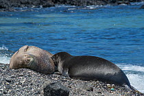 Hawaiian monk seal (Neomonachus schauinslandi) female nursing pup aged 6 weeks. This shoreline is known locally as 'Trash Beach' because marine debris continually washes ashore here, bits of plastic c...