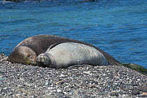 Hawaiian monk seal (Neomonachus schauinslandi) female and pup aged 6 weeks resting on beach. This shoreline is known locally as 'Trash Beach' because marine debris continually washes ashore here, bits...
