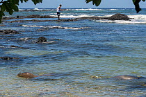 Hawaiian monk seal (Neomonachus schauinslandi) female with pup aged 6 weeks, swimming near shore and fisherman. Fishing is a major threat to monk seals, with a significant number of injuries and death...