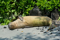 Hawaiian monk seal (Neomonachus schauinslandi) young male known as 'Kamilo' resting on beach. Semi-circular scar visible on abdomen from bite of Cookie cutter shark. Honaunau, South Kona, Hawaii, USA....