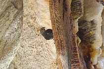 Yellow-rumped honeyguide (Indicator xanthonotus) on honeycomb, Yarlung Zangbo Grand Canyon National Park, Tibet, October.
