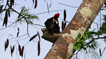 Crimson-crested woodpecker (Campephilus melanoleucos) drumming and preening, Panguana Reserve, Huanuca Region, Peru.