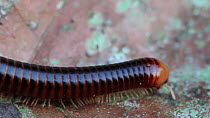Giant millipede (Spirostreptidae) hiding under a leaf, Panguana Reserve, Huanuco Region, Peru.