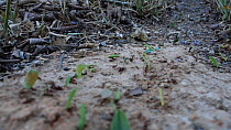 Tracking shot of Leafcutter ants (Atta cephalotes) carrying bits of leaves back to their nest, Pucallpa, Huanuco Region, Peru.