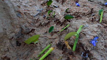 Tracking shot of Leafcutter ants (Atta cephalotes) carrying bits of leaves back to their nest, Pucallpa, Huanuco Region, Peru.