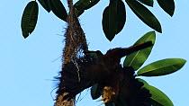 Russet-backed oropendola (Psarocolius angustifrons) bowing display, Panguana Reserve, Huanuca Region, Peru.