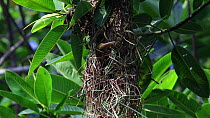 Russet-backed oropendola (Psarocolius angustifrons) building a nest, Panguana Reserve, Huanuca Region, Peru.