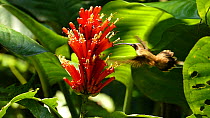 Long-tailed hermit (Phaethornis superciliosus) nectaring from a flower, Panguana Reserve, Huanuca Region, Peru.