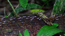 Army ants (Eciton burchellii) carrying eggs along a trail in a rainforest, Panguana Reserve, Huanuco Region, Peru.
