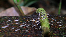 Army ants (Eciton burchellii) carrying eggs along a trail in a rainforest, Panguana Reserve, Huanuco Region, Peru.