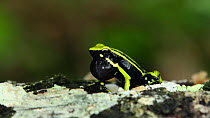 Three-striped poison frog (Ameerega trivittata) croaking, Panguana Reserve, Huanuco Region, Peru.