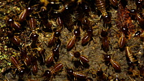 Termites (Isoptera) at nest entrance in a rainforest, Panguana Reserve, Huanuco Region, Peru.