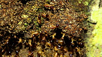 Termites (Isoptera) at nest entrance in a rainforest, Panguana Reserve, Huanuco Region, Peru.