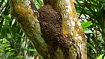 Panning shot up a tree to a termite (Isoptera) nest in a rainforest, Panguana Reserve, Huanuco Region, Peru.