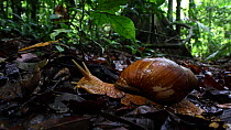Giant snail (Megalobulimus) in a lowland rainforest, Panguana Reserve, Huanuco Region, Peru.